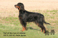 Pedigree POP'LYN DES RIEUX EN VALDAINE Pedigree POP'LYN DES RIEUX EN VALDAINE